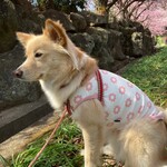 お花 ピンク  タンクトップ 犬服 コーギー
