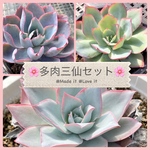 ３苗🌸多肉三仙セット・札付き🌸予約購入ページ