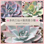 6苗🌸多肉三仙セット＋3苗・札付き🌸予約購入ページ