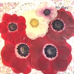 ♡new♡作家様必見♡アネモネ押し花セット♡