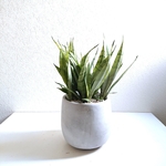 ●数量限定●空気浄化植物●　希少　”サンスベリア・シルバープリンセス　鉢/受け皿セット（セメント製）”　観葉植物　人気　インテリアグリーン　シルバーリーフ　室内　おしゃれ
