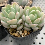 多肉植物　スプリングジェイド