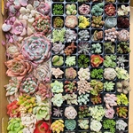 多肉植物60種以上‼︎ 寄せ植えに♪ ちまちま寄せ　セダム　エケベリア　チワワエンシス　おまかせ詰め合わせセット