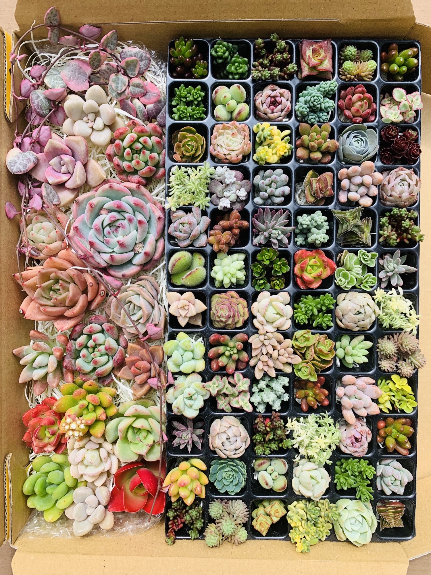 ちまちま寄せ＊ ポット寄せ 多肉寄せ植え 多肉植物 乙女心 - PAPICO'S