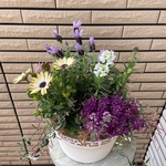 ブリキの鉢にパープルな寄せ植え♪