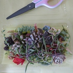 多肉植物 カット苗 葉挿し
