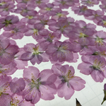 押し花素材　桜