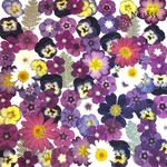 ♡new♡作家様必見♡押し花MIXセット♡押し花セット