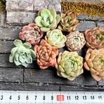 韓国苗　10個セット　多肉植物　お買い得　寄せ植え