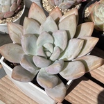 【オパリナ】♡韓国苗♡多肉植物