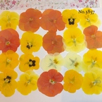 ♡new♡送料無料 ☆ビオラ☆ 押し花セット