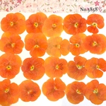 ♡new♡送料無料 ☆小さめビオラ☆ 押し花セット