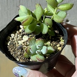 mayutoku様専用＊ペンデンス＊多肉植物＊抜き苗