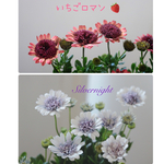 2POT花苗︎✿オステオスペルマム︎✿シルバーナイトと🍓いちごロマン