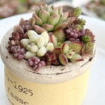 可愛い鉢付き♡きまぐれ寄せ植え＊多肉植物