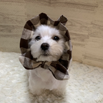 犬の　ぼうしみたいなスヌード👒　ぶらうん🤎
