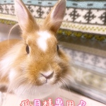 狐月様専用♪