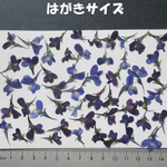 押し花　素材　リナリア(ブルー)(５５枚)　④