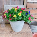 現品！カラフルカラー♡カリブラコア【これからの時期にオススメ寄せ植え】ナチュラルガーデニング♡可愛いお花