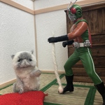 困り顔子猫ちゃん