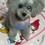 サービスプライス！送料無料！№802　犬のセーター　軽いモヘアのセーター