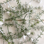かすみ草のような葉っぱ𓈒𓏸𓐍 𓇢 造花・花材・アーティフィシャルフラワー・パーツ
