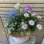 小花がかわいい寄せ植え♪
