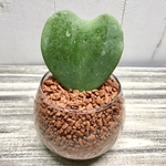 ハートホヤ  ラブハート  多肉植物  水栽培  ハイドロカルチャー  ラウンド型