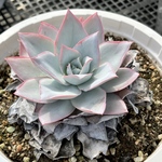 🌸カンテ・新札付き🌸