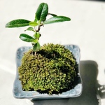 ミニ苔盆栽　ピラカンサ　トキワサンザシ