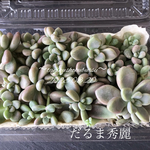 多肉植物　だるま秀麗　