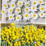 ドライフラワー 花材 花かんざし（茎付き）&ミモザ増量中