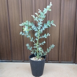 パールアカシア　鉢植え　ミモザ　オージープランツ