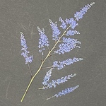 押し花：アスチルベ(青）