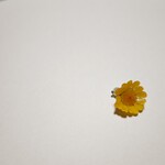 ぶんぶんのあたらしいおはな　クリサンセマムチャームa