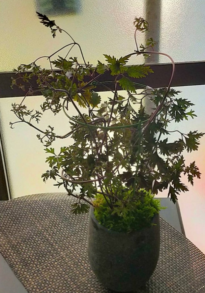 トキワシノブ　大株　吊り下げ式 観葉植物 トキワシノブ 常盤忍 吊り鉢 | PLANTS SHOP OLIVE