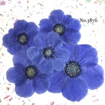 ♡new♡小さめ♡作家様必見♡アネモネ押し花セット♡
