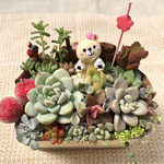 【送料無料】春うらら♡おにぎりくま子ちゃん♪多肉植物寄せ植え　フラワーギフト　母の日