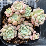 リトルレッドエッグ　大株群生　韓国苗　多肉植物