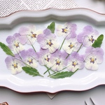 【押し花素材】茎付きビオラ
