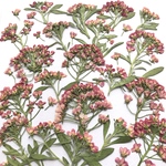 アリッサムの押し花　サンゴ色
