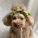 野の花🌼花かんむり&チョーカー&カチューシャ
