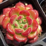キャロル エケベリア 超美苗 大苗 大株 多肉植物 韓国苗 観葉植物 花 園芸