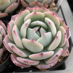 多肉植物　ホライゾン