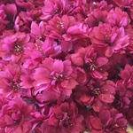 8  macoronが作った美しいボルドー色の「寒緋桜」のドライフラワー‼️