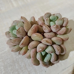 リトルレッドエッグ【多肉植物】(15)