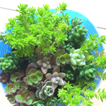 多肉ギュギュッと寄せ植え水色ポット