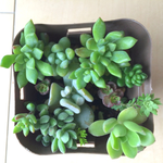 多肉紅葉楽しみ植え♡リトルビューティ