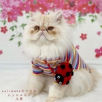🐞🌼てんとう虫ポシェット🌼🐞　ペット　猫　ポシェット　バッグ　ネックレス　