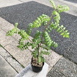 茂り良好！  葉山椒  サンショウ  3号ポット苗